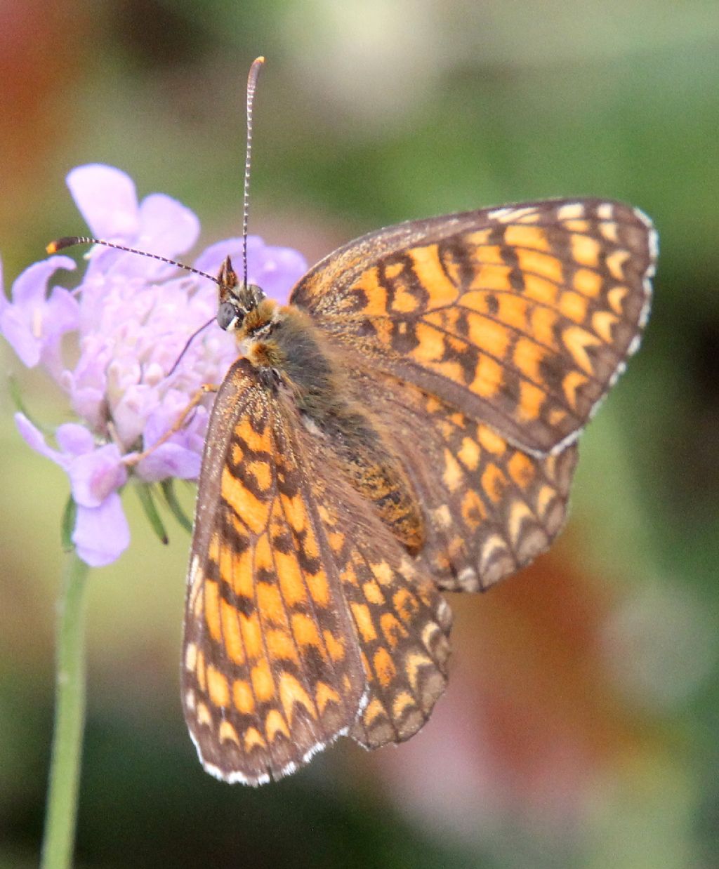 Melitaea cinxia o phoebe?